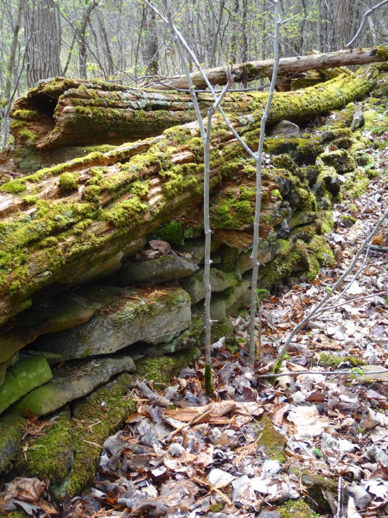 A moss-covered, cedar rail fence decays on an fieldstone wall along a trail in the Marlborough Forest.