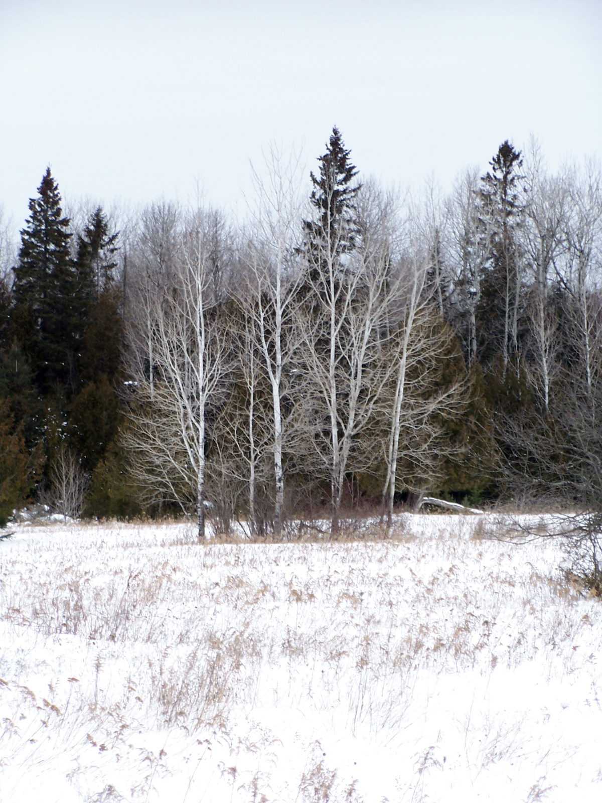 A copse of birch trees stands in a snowy, old field, with darger conifers behend.
