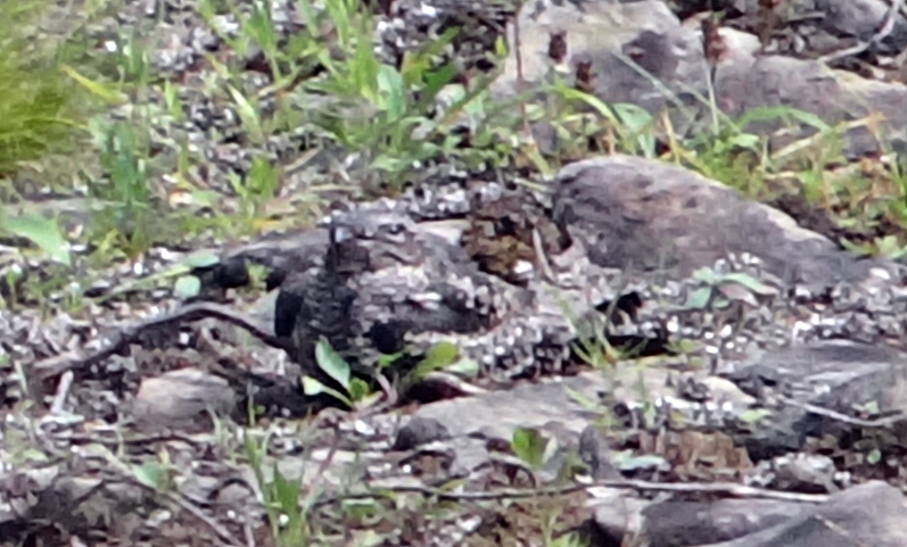 An enlarged and cropped version of the previous photograph shows the common nighthawk blending into the rocky clearing.
