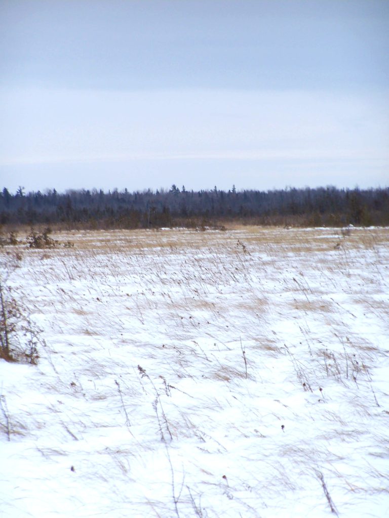 The wind sweeps across the snowy expanse of the Phragmites Fen.