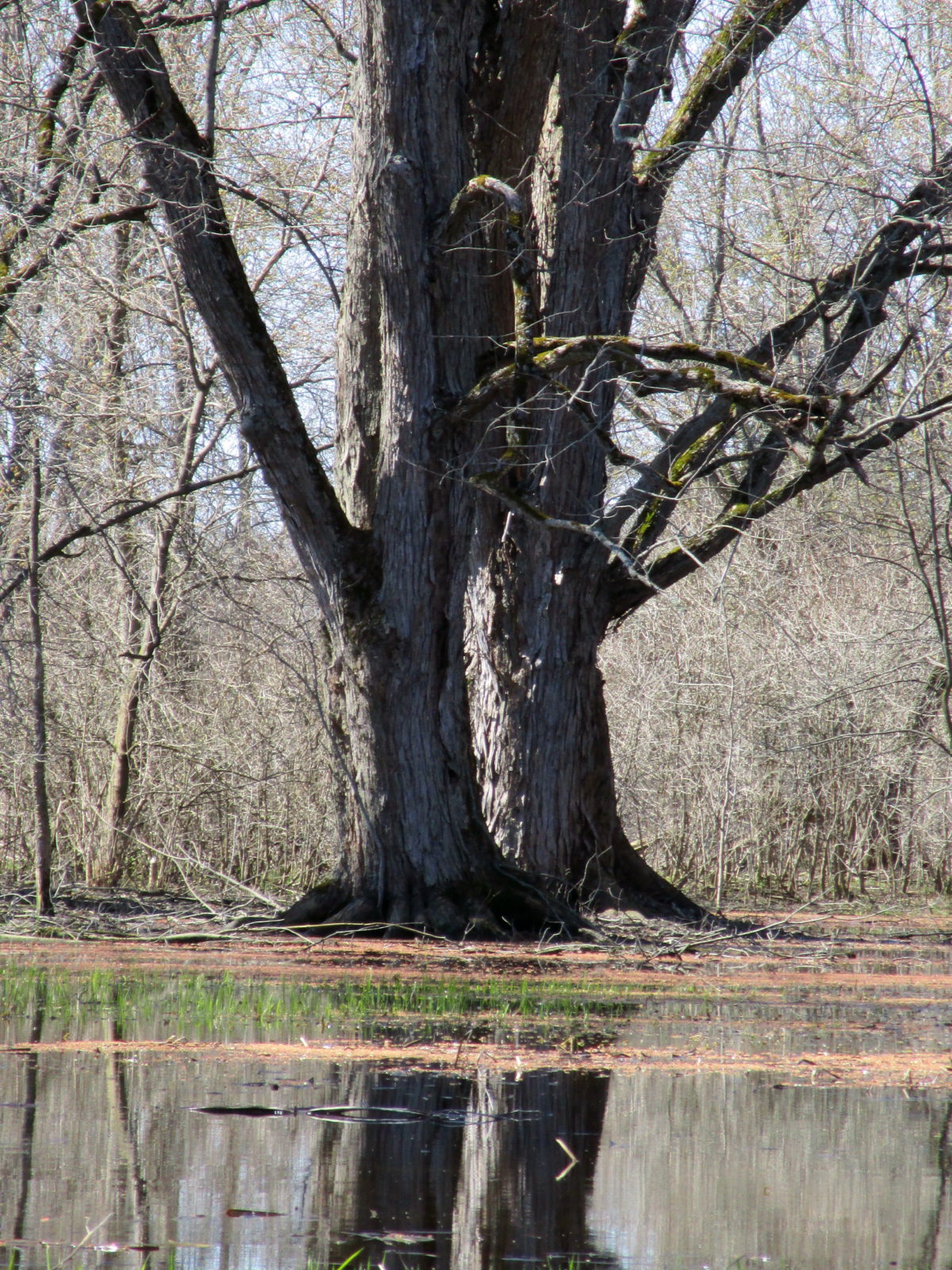 A large silver maple tree stands in the floodplain of the Jock River.
