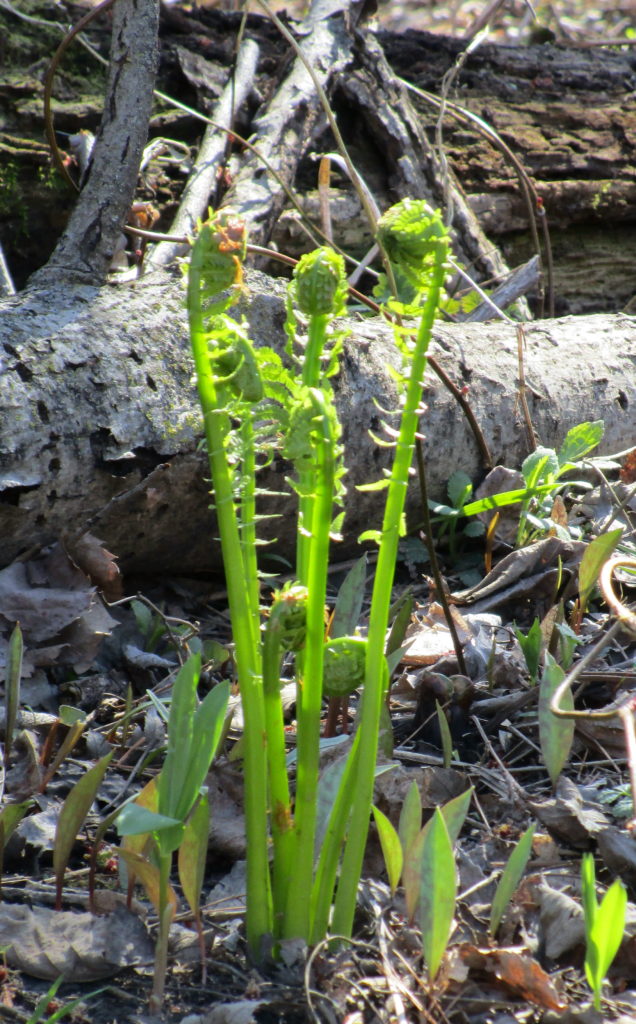 Young ostrich ferns unfurl amidst tender leaves of trout lilies.