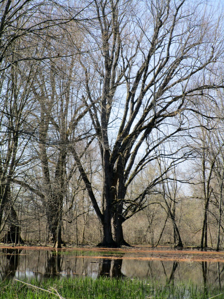 A large silver maple reflects in a backwater pool in the Richmond Fen Swamp.