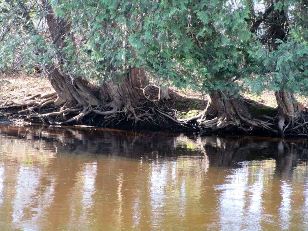 A cluster of large white cedars leans over the water from the bank of the river.