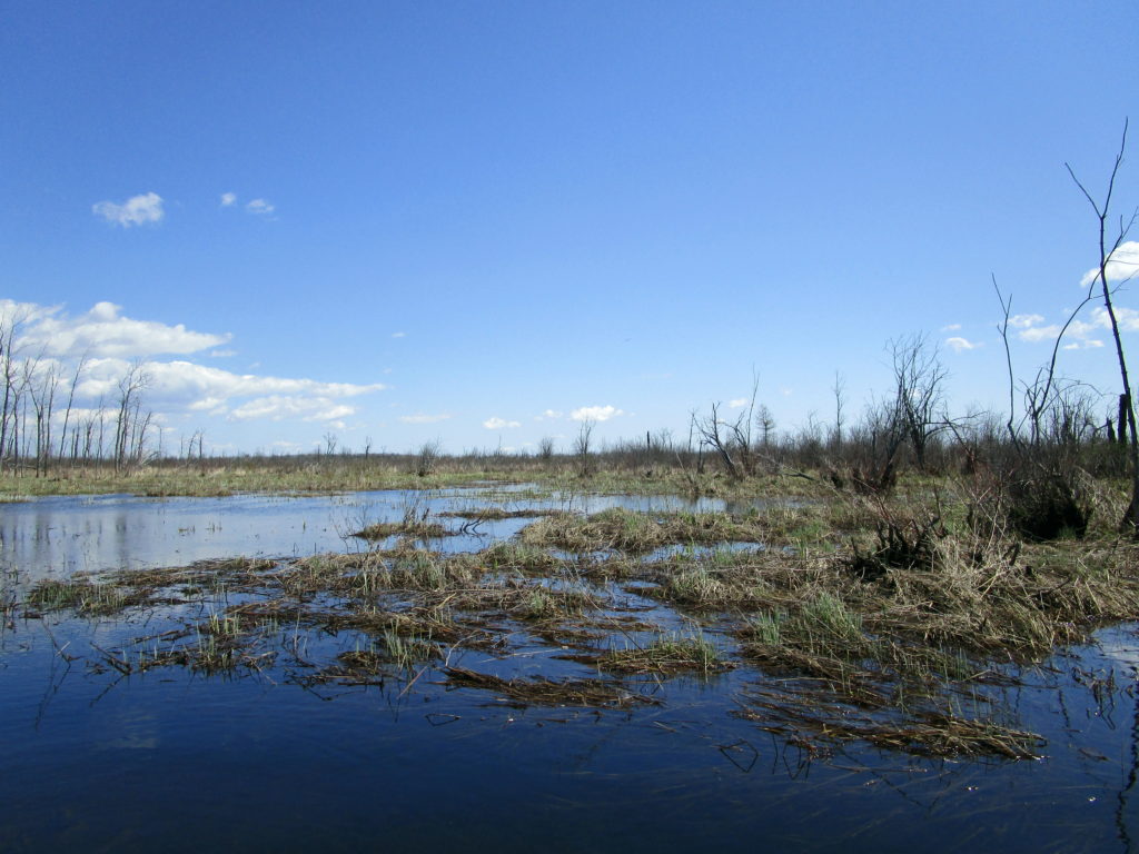 Brown grasses and sedges cover a partially flooded peatland in the Richmond Fen.