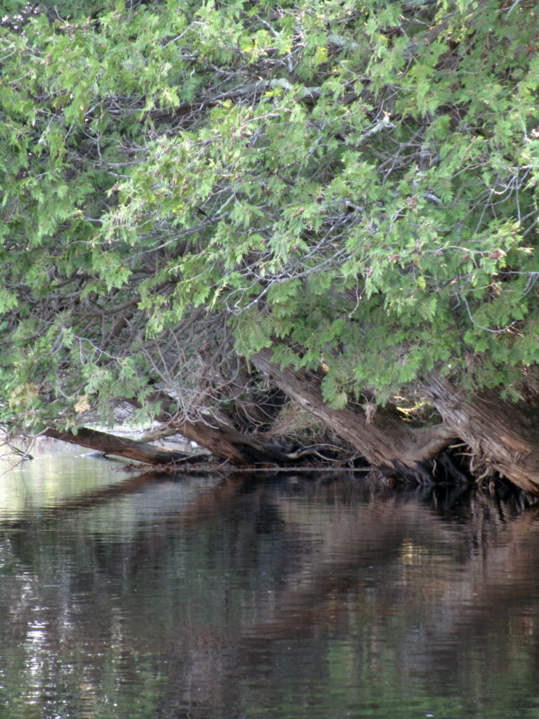 Cedar trees lean over the water from the bank of the Jock River.