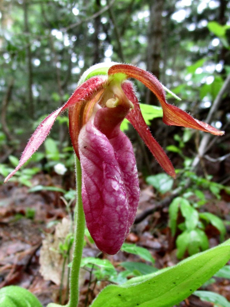 A perfect pink ladyslipper blooms beside the Peck Lake Trail.