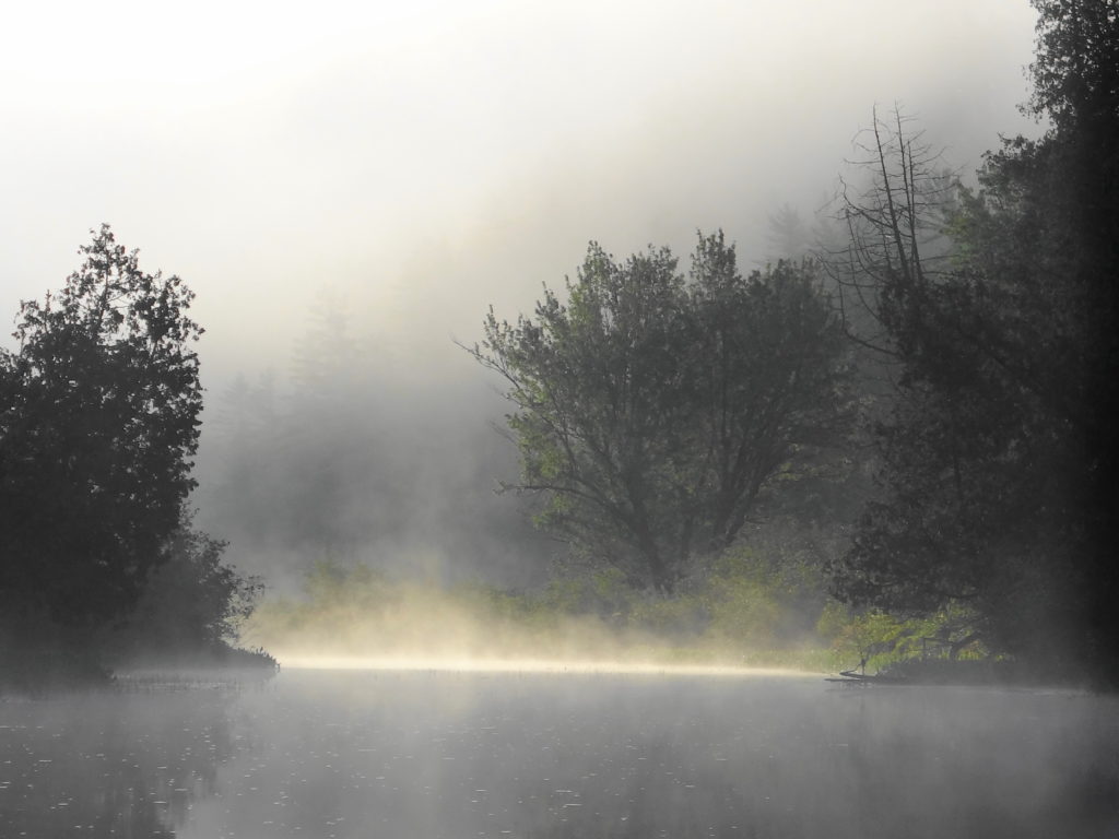 A silver maple emerges from the morning mist beside Brigham Lake.