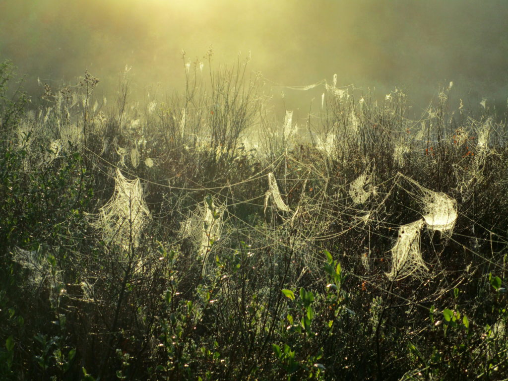 Along the Spruce Bog Trail, mist-laden spider webs droop from shrubs in the early morning light.