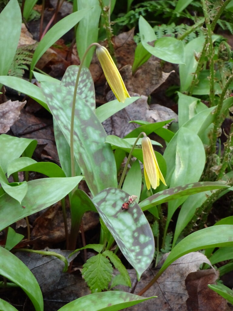 Two trout lilies begin to bloom on the forest floor. Their drooping yellow flowers rise above red and green mottled, lance-shaped leaves.